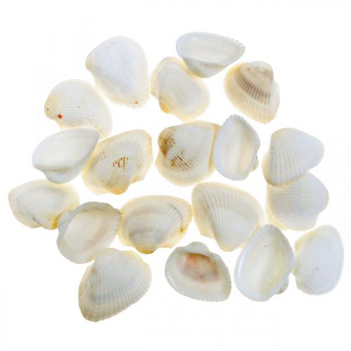 Floristik24 Deco Shell White Real kriauklės rafija tinkle deco maritime 400g