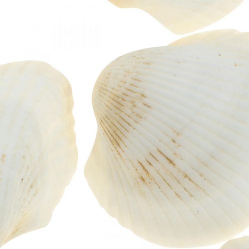 daiktų Deco Shell White Real kriauklės rafija tinkle deco maritime 400g