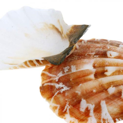 Floristik24 Deco kriauklė balta, raudona Tikri kriauklės rafijos tinklelio stalo dekoracijoje 400g