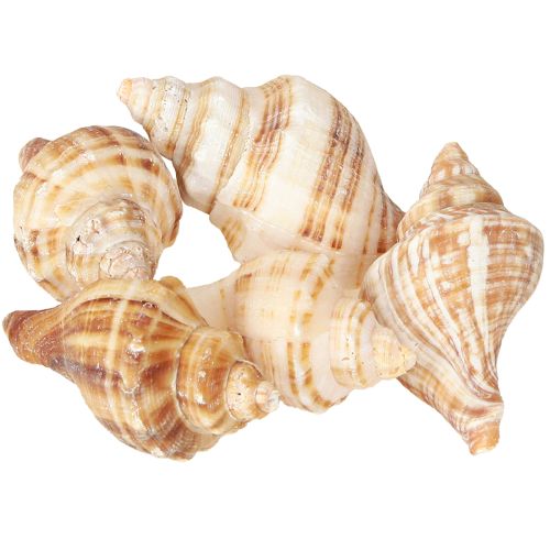 daiktų Kriauklės Dekoratyvinis kreminis Rudas Dryžuotas 3cm–8cm 300g