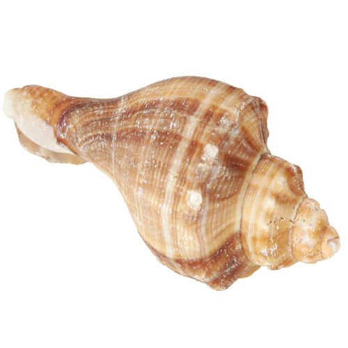 daiktų Kriauklės Dekoratyvinis kreminis Rudas Dryžuotas 3cm–8cm 300g