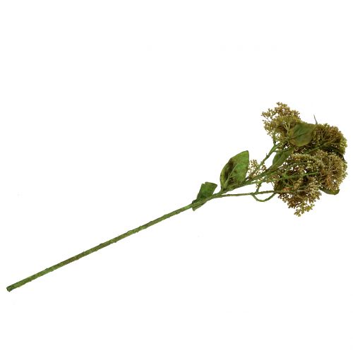 Floristik24 Dekoratyvinė šakelė sedum augalo žalia 58cm