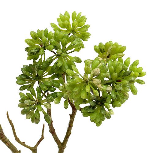Floristik24 Deco šaka žalia 80cm