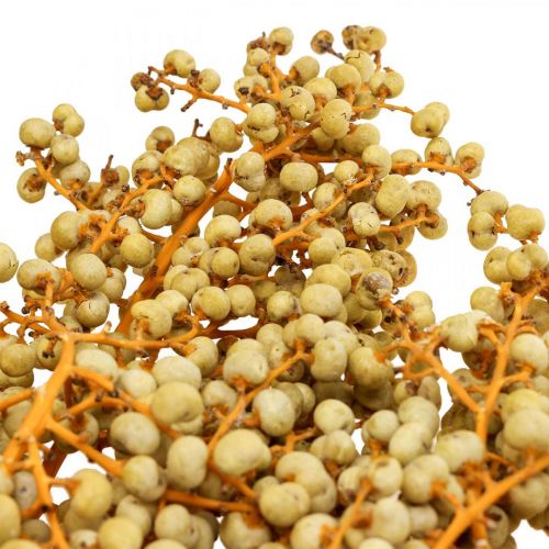 Floristik24 Dekoratyvinės šakelės uogos džiovintos kanapės palmės palmės Uva natural 1kg
