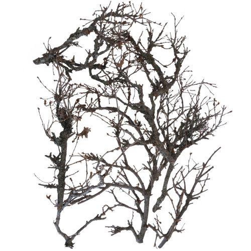 Deko šakelės bonsai medienos deko šakos 15-30cm 650g