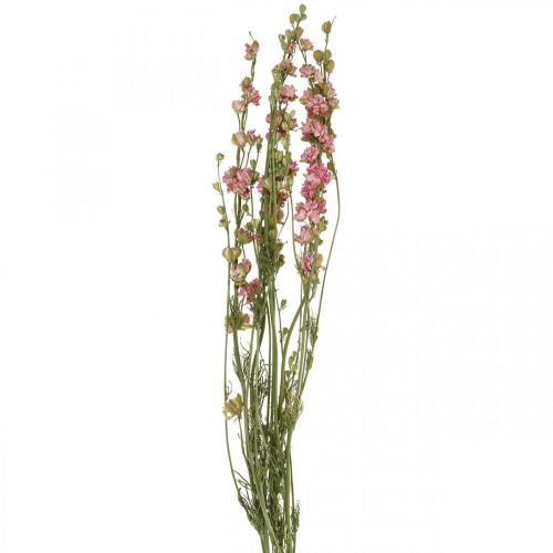 Floristik24 Džiovintos gėlės delphinium, Delphinium pink, dry floristika L64cm 25g