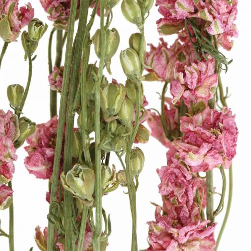 daiktų Džiovintos gėlės delphinium, Delphinium pink, dry floristika L64cm 25g