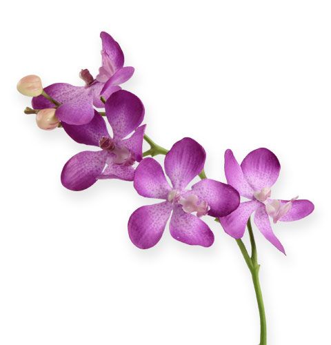 Floristik24 Orchidėja alyvinė 38cm