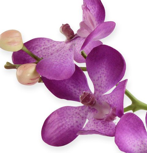Floristik24 Orchidėja alyvinė 38cm