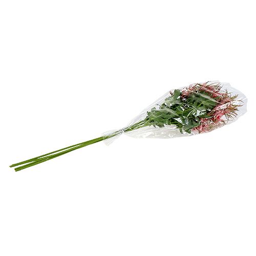 Floristik24 Erškėčio šakelė rožinė, žalia L67cm 4vnt