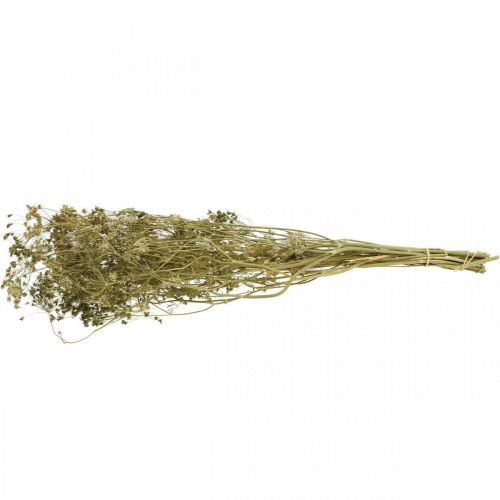 daiktų Džiovintos gėlės krapai natūralūs sausi floristika 50cm 20 vnt