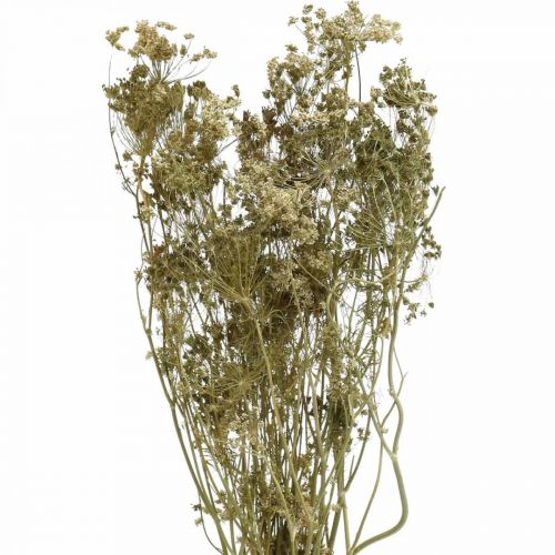 daiktų Džiovintos gėlės krapai gamta sausa floristika 50cm 20p