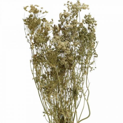 daiktų Džiovintos gėlės krapai natūralūs sausi floristika 50cm 20 vnt