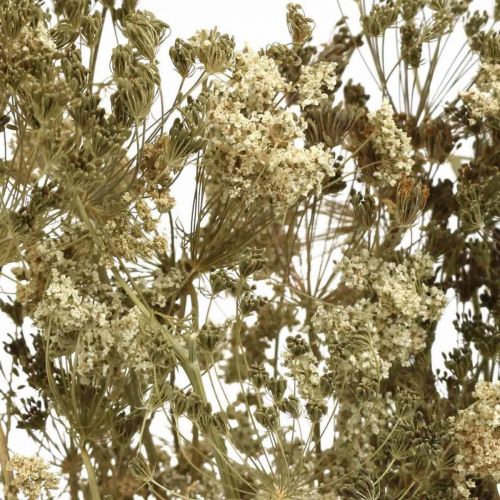 daiktų Džiovintos gėlės krapai natūralūs sausi floristika 50cm 20 vnt