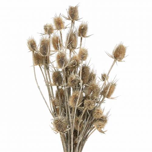 Floristik24 Džiovintos gėlės Thistle White skalbtos 60cm 100g