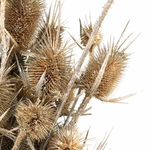 Floristik24 Džiovintos gėlės Thistle White skalbtos 60cm 100g