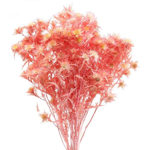 Floristik24 Džiovintos erškėčio deko šakelės Dusty rausvos džiovintos gėlės 100g