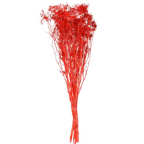 daiktų Džiovinti skėtinių žiedai raudoni 70 cm 150 g