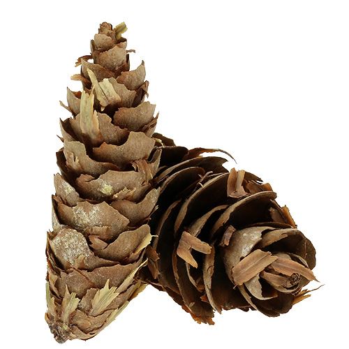 daiktų Douglas kūgiai 1,3 kg