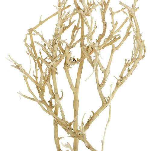 daiktų Dry Tree 500g balintas