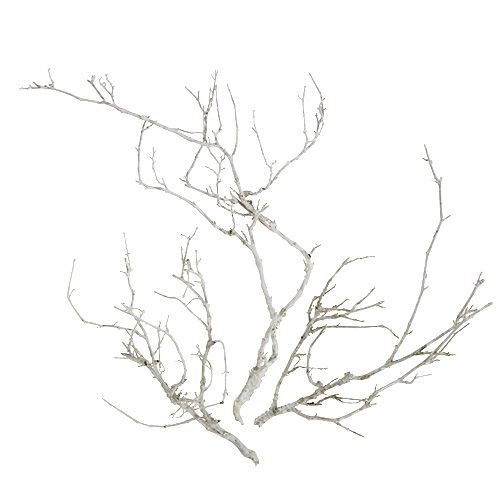 Floristik24 Dry Tree White skalbtas 500g