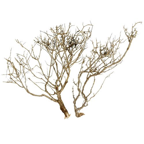 daiktų Dry Tree Nature 500gr