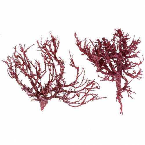 Floristik24 Dekoast koralo šakelė raudona balta skalbta 500g
