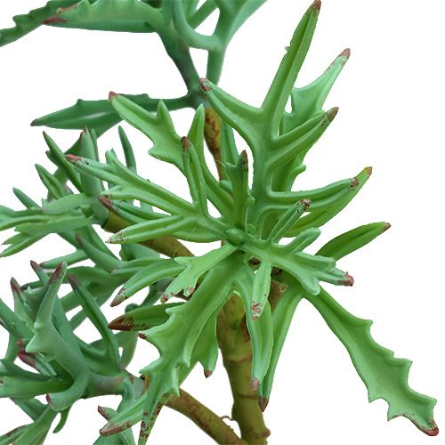 Floristik24 Echeveria 33cm šviesiai žalia