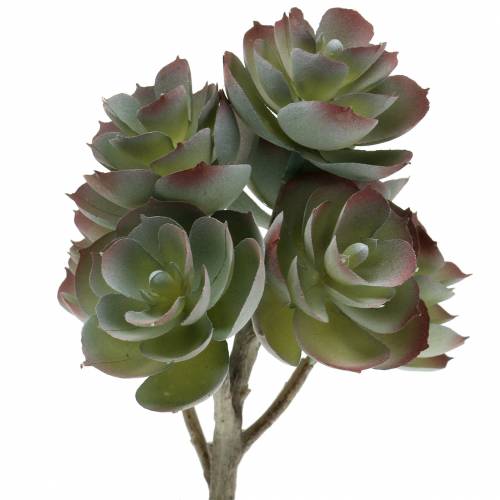 Floristik24 Sultingas Echeveria tamsiai žalias 21cm 3vnt