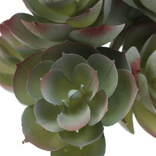 Floristik24 Sultingas Echeveria tamsiai žalias 21cm 3vnt