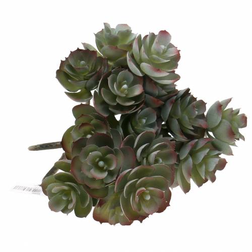 Floristik24 Sultingas Echeveria tamsiai žalias 21cm 3vnt
