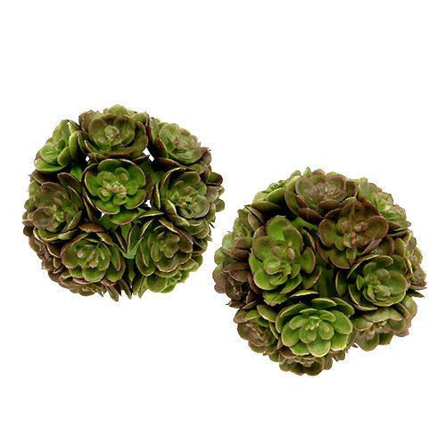 Floristik24 Echeveria kamuolys 5cm žalias 4vnt