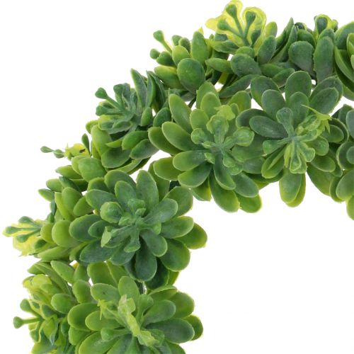 Floristik24 Echeveria vainikas žalias Ø18cm 4vnt