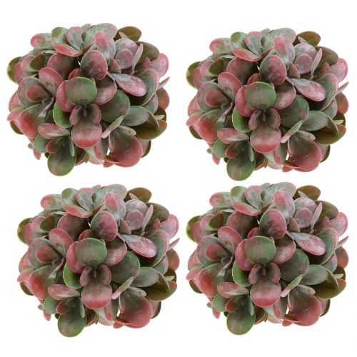 Floristik24 Echeveria kamuoliukai žali, raudoni Ø14cm 4vnt