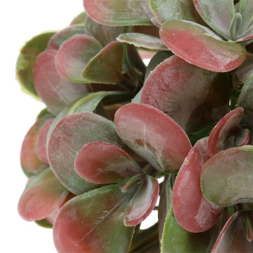 Floristik24 Echeveria kamuoliukai žali, raudoni Ø14cm 4vnt