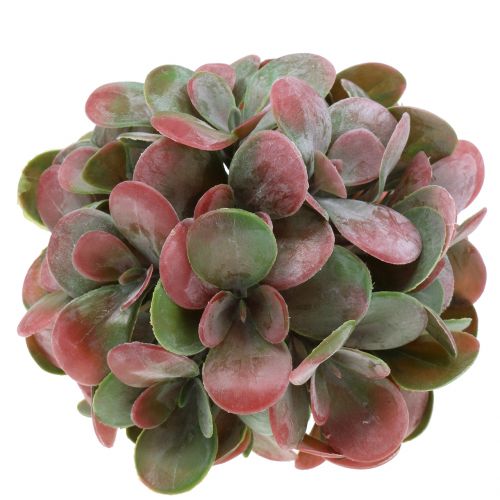 Floristik24 Echeveria kamuoliukai žali, raudoni Ø14cm 4vnt