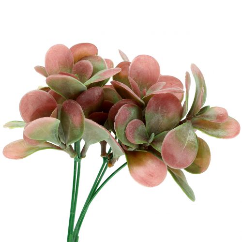 Floristik24 Echeverijos šakelė žalia, slyva 24cm 6vnt