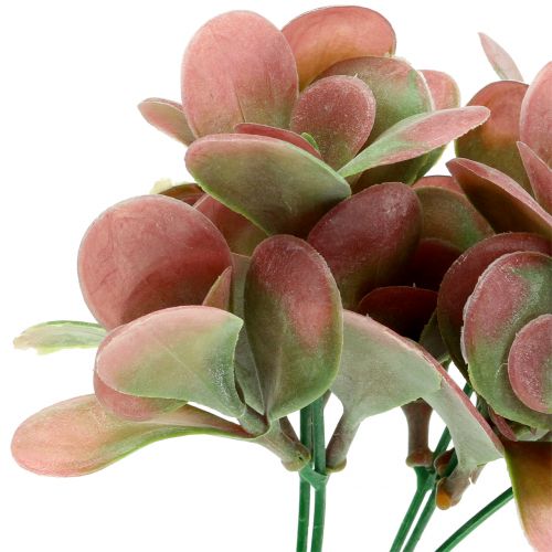 Floristik24 Echeverijos šakelė žalia, slyva 24cm 6vnt