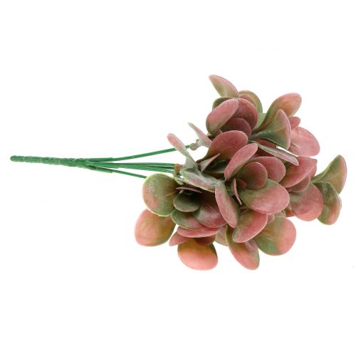 Floristik24 Echeverijos šakelė žalia, slyva 24cm 6vnt