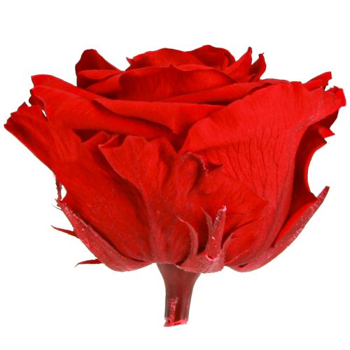 daiktų Tikrų rožių galvutės „Infinity Roses Red Premium“ Ø8,5 cm 4 vnt.