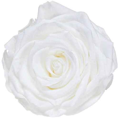 Tikrų rožių galvutės „Infinity Roses White Premium Ø8.5cm“ 4 vnt.
