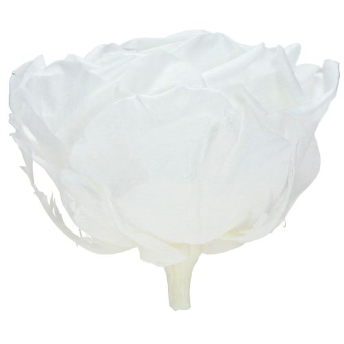 Floristik24 Tikrų rožių galvutės „Infinity Roses White Premium Ø8.5cm“ 4 vnt.