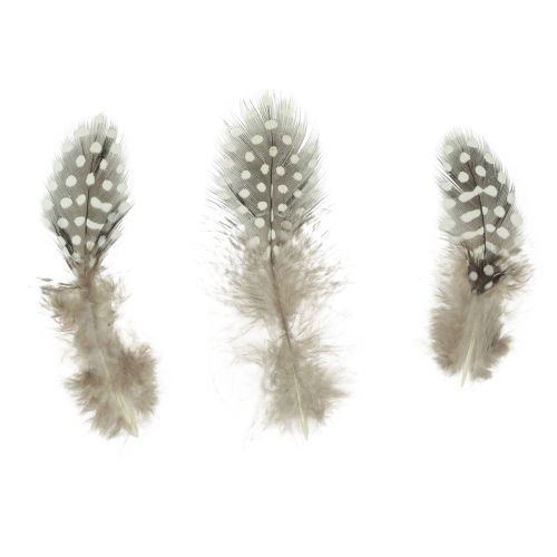 Floristik24 Tikros perlinių vištų plunksnos dekoratyvinės plunksnos natūralios 4-12cm 100vnt