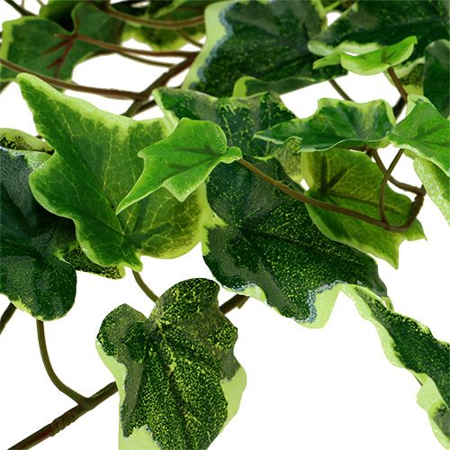 Floristik24 Ivy kabykla 80cm balta-žalia
