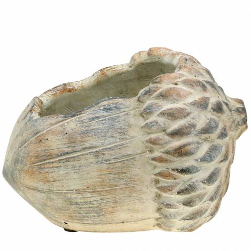 Floristik24 Sodinamosios betoninės gilės 21,5 cm × 14 cm H9,5 cm