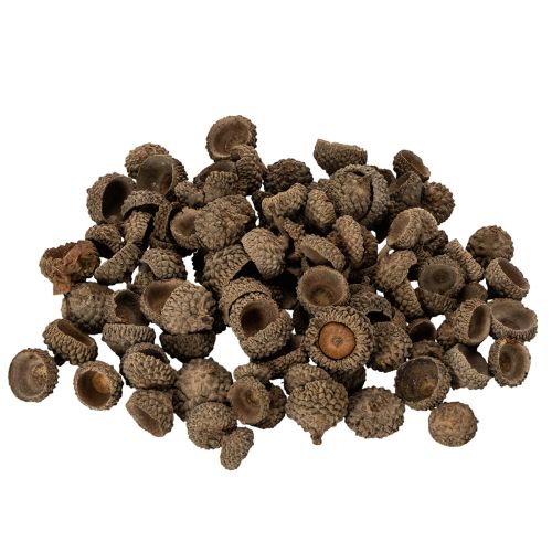 Natūralūs gilių kepurėlės, dekoratyviniai dubenėliai rudeniui ir Adventui, 2 cm, 300 g pirkti | Floristik24.lt