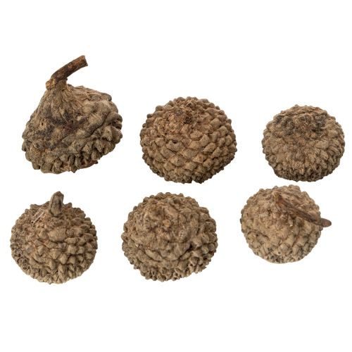 Natūralūs gilių kepurėlės, dekoratyviniai dubenėliai rudeniui ir Adventui, 2 cm, 300 g | Floristik24.lt