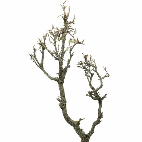 Floristik24 Dekoratyvinis ąžuolo bonsai gamta