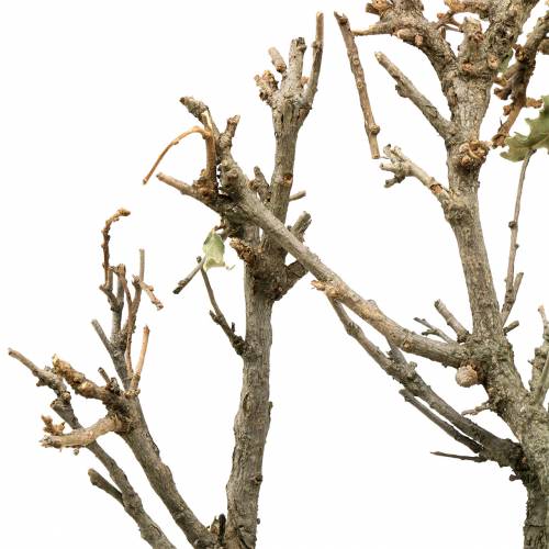 Floristik24 Dekoratyvinis ąžuolo bonsai gamta