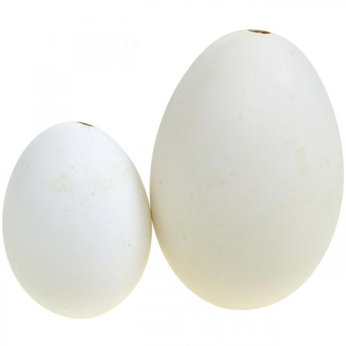 daiktų Gulbių kiaušinių ir vištų kiaušinių mišinys išpūstas kiaušinių baltymas 5,5/8cm 9vnt